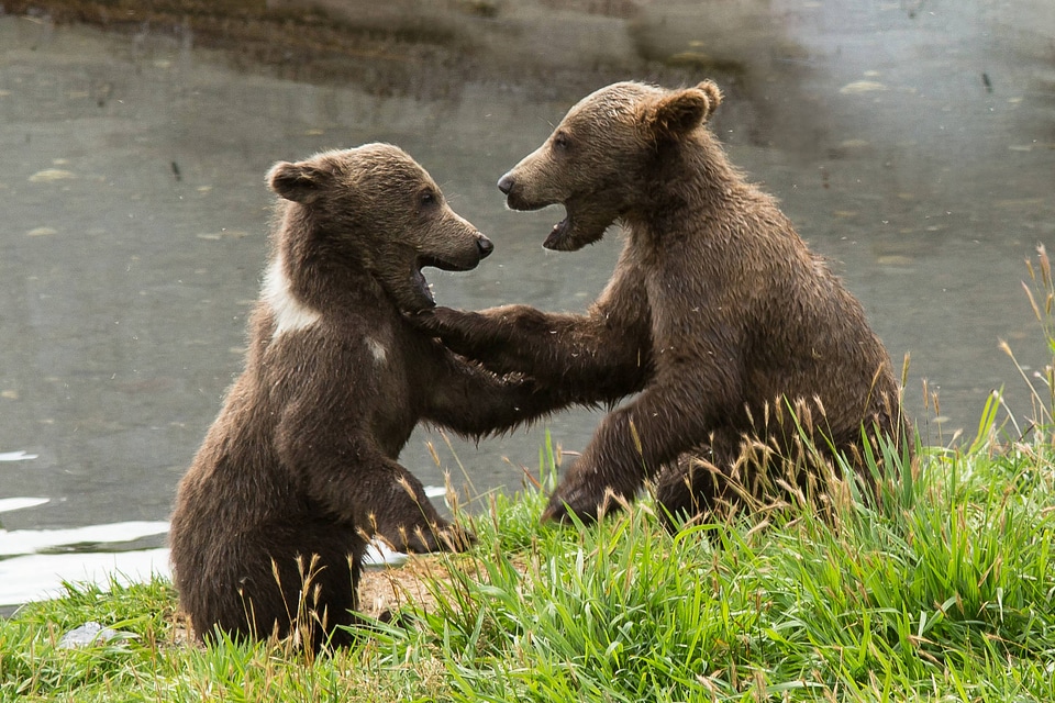 Playful wrestling between two Kodiak brown bears-2