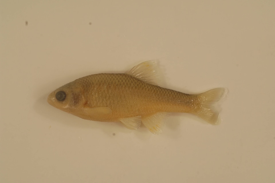 Cyprinella formosa formosa