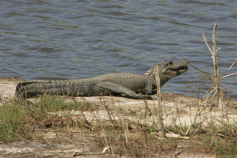 American alligator
