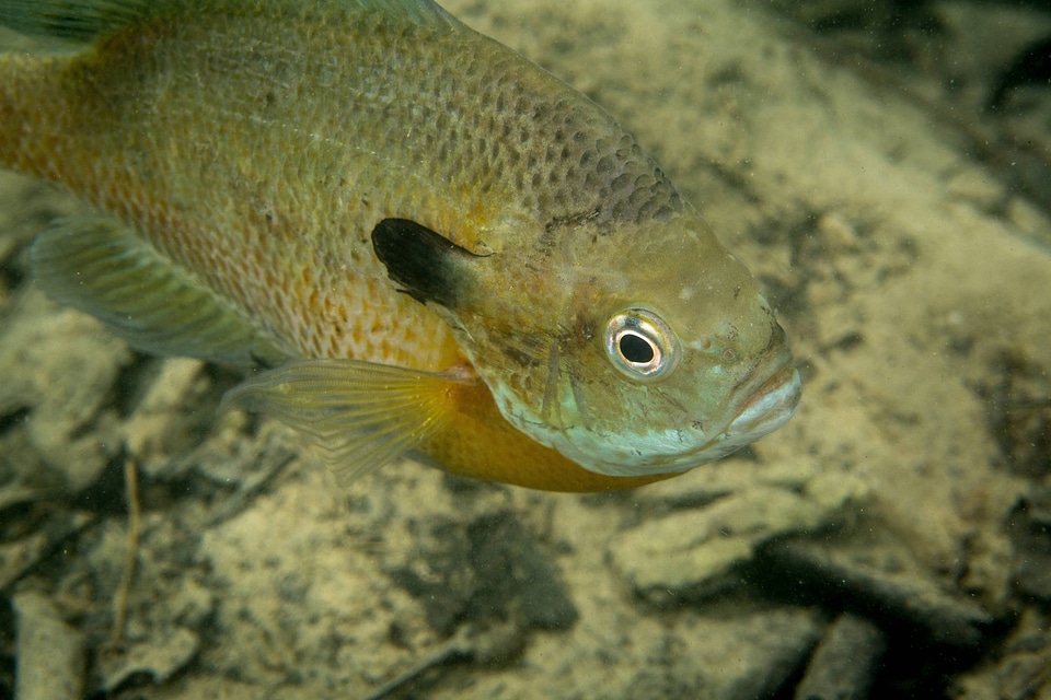 Bluegill on nest-1