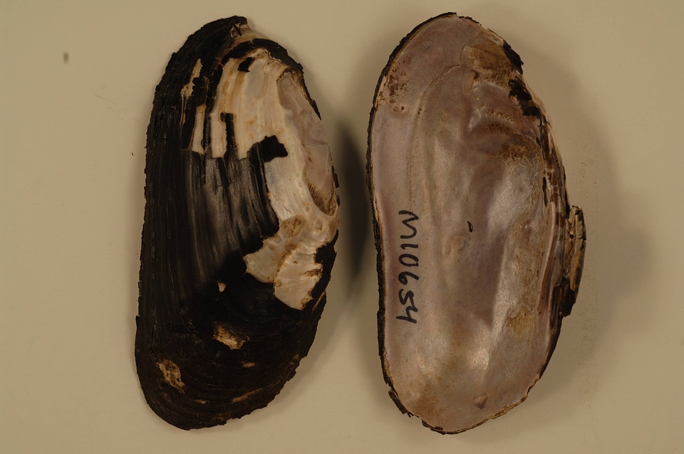 Elliptio dilatata-4