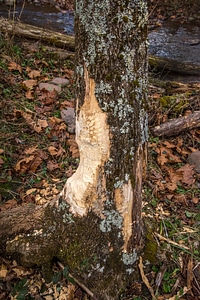 Beaver chewed tree trunk-1