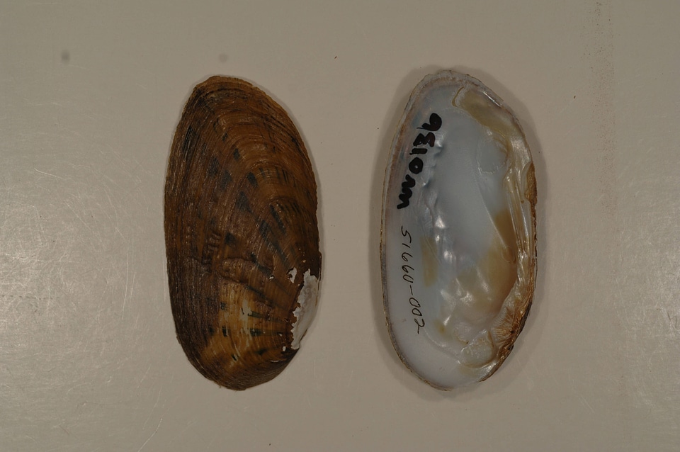 Ptychobranchus fasciolaris-1