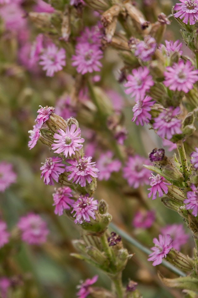 Scouler's catchfly