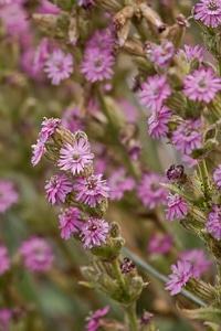 Scouler's catchfly