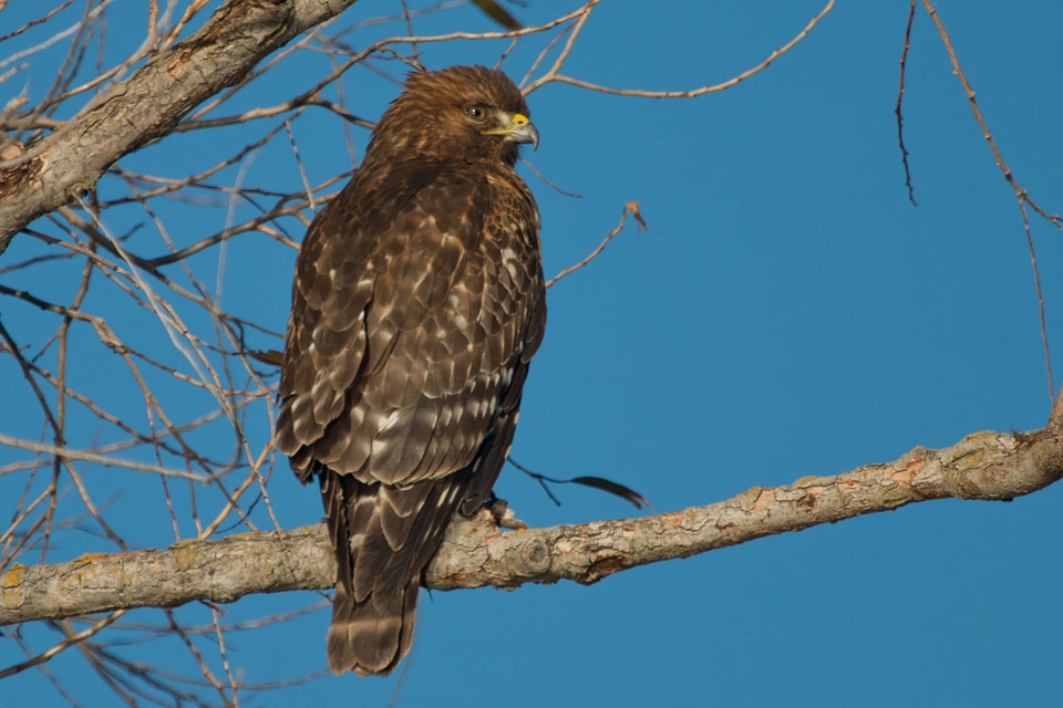 Red-shouldered Hawk-2