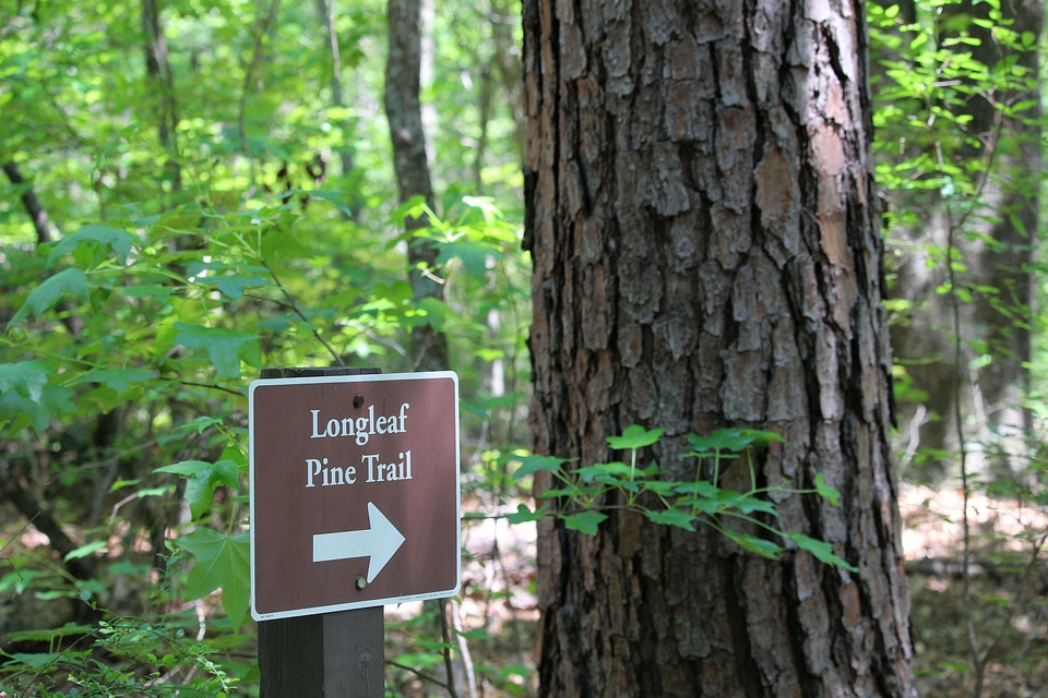 Longleaf Pine Trail sign