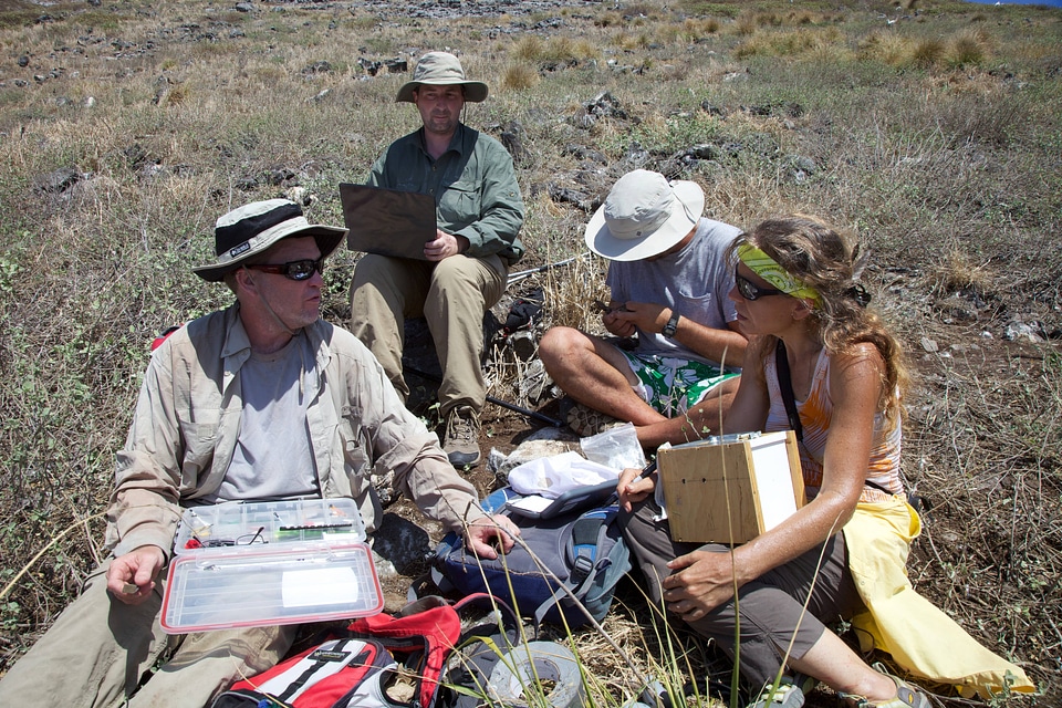 Nihoa Millerbird Translocation-1