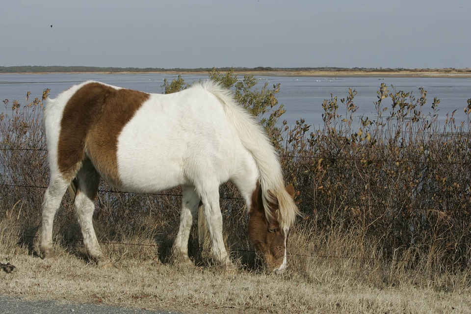 Chincoteague Pony by a fence at the refuge