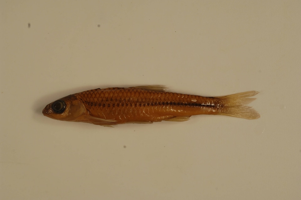 Notropis stramineus-2