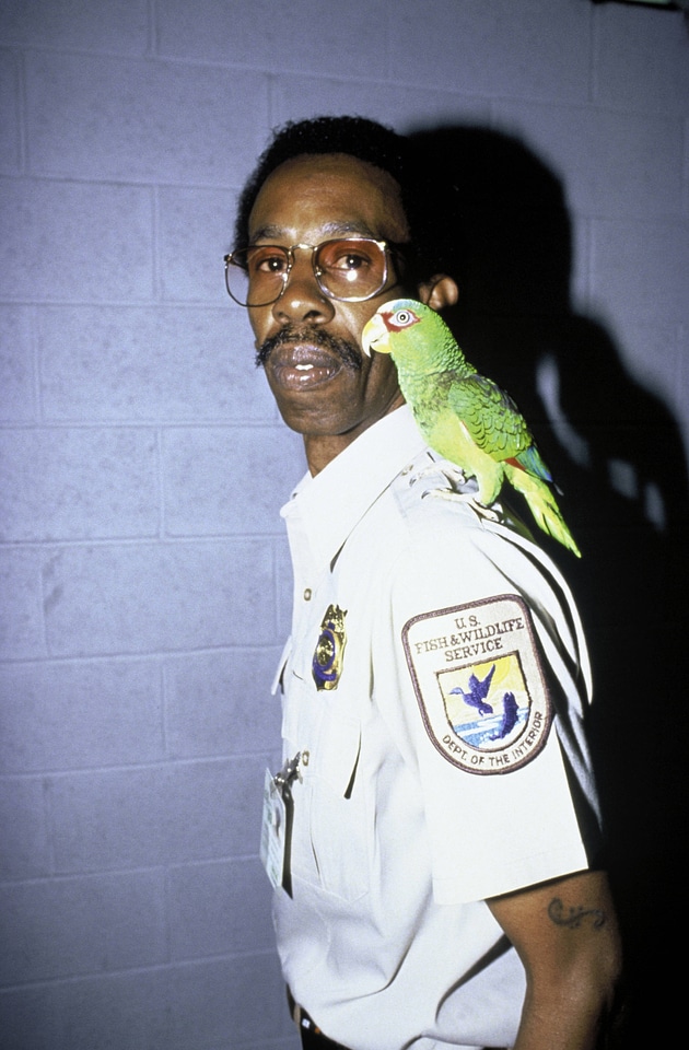 FWS Employee with Parrot