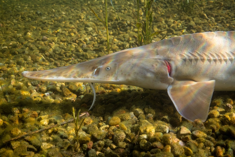 Pallid Sturgeon-3