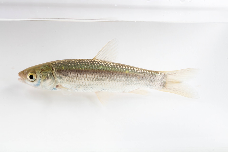 Grass Carp Juvenile-1