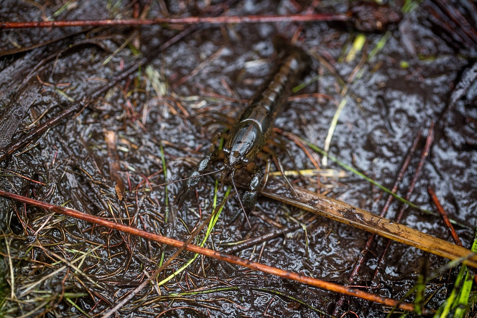 Panama City crayfish-2