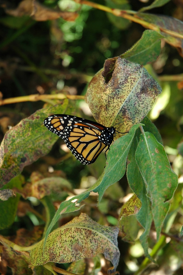 Monarch butterfly-1
