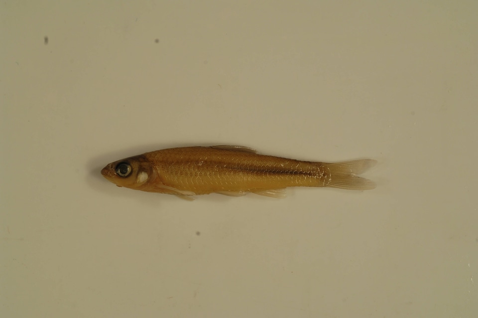 Notropis blennius-3