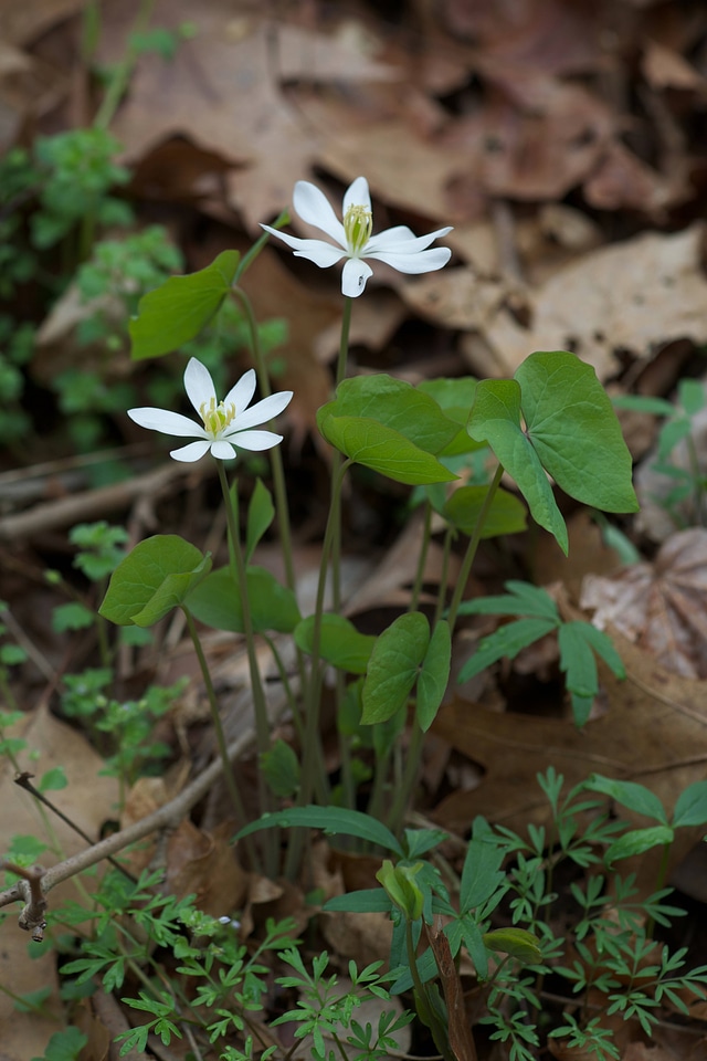 Twinleaf-1
