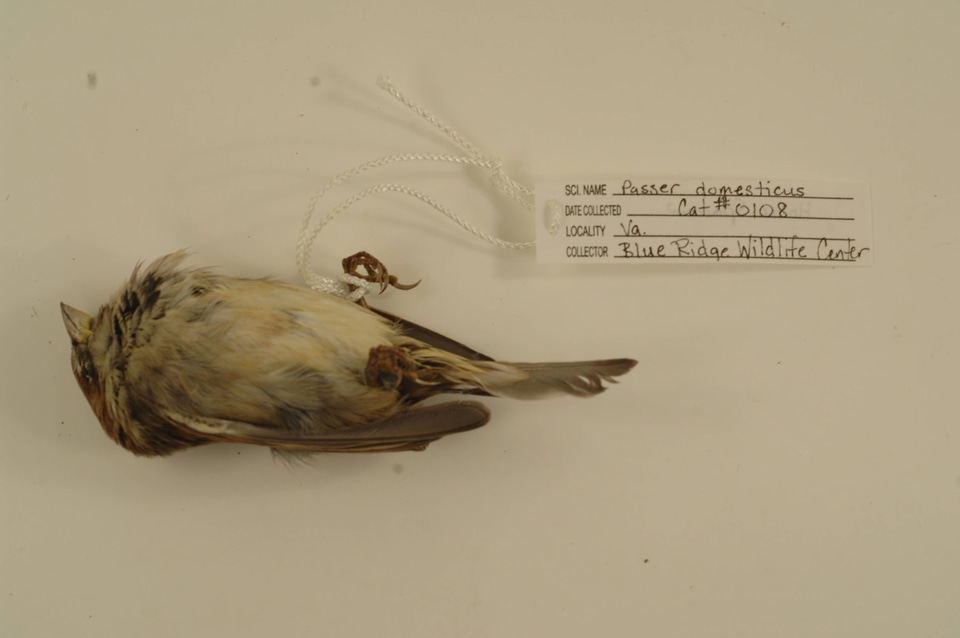 Passer domesticus-1
