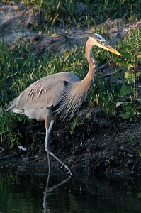 Great blue heron-4