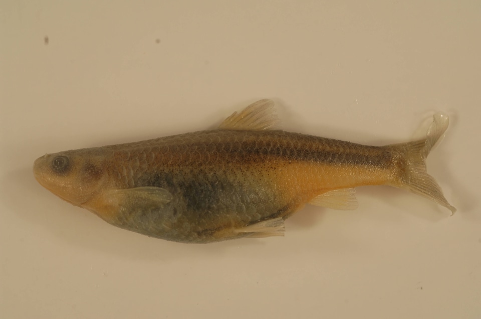 Hybognathus amarus-5