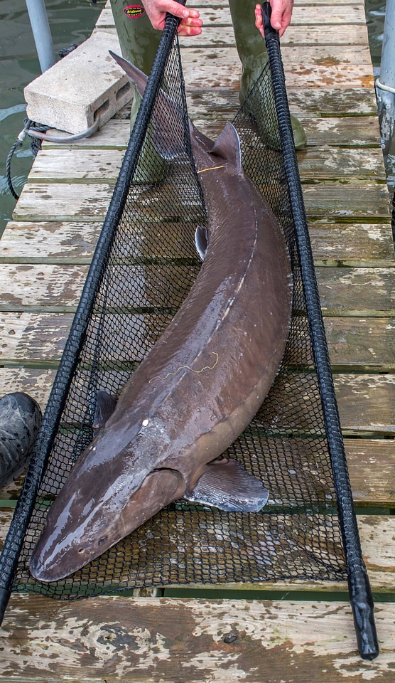 Close-up of Lake sturgeon-7