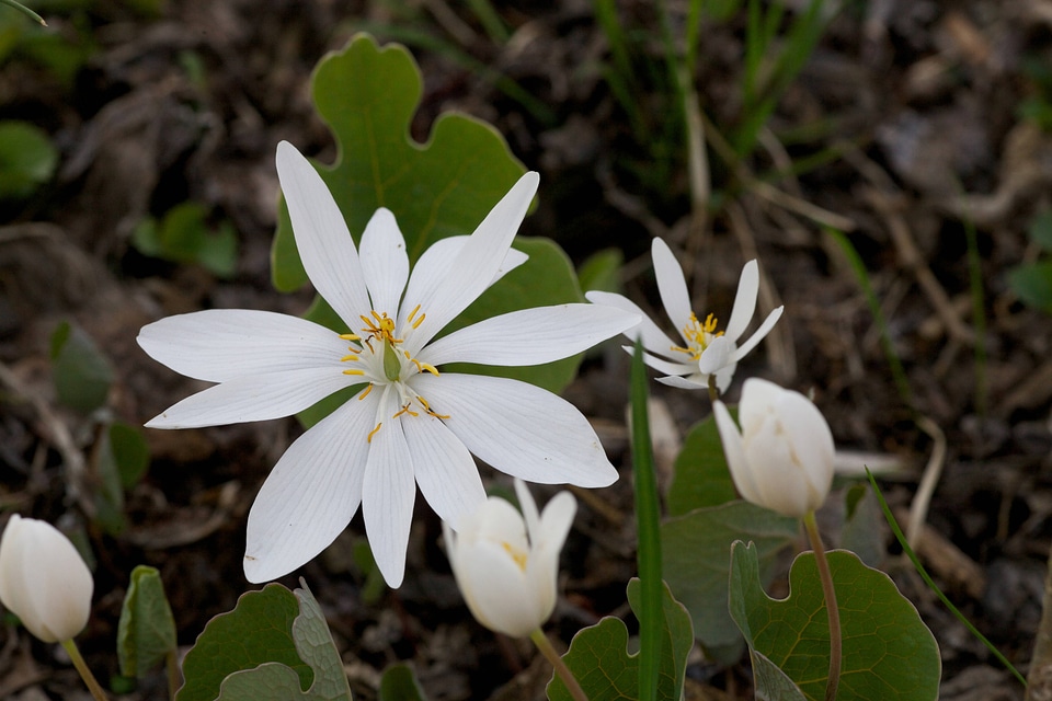 Bloodroot-3