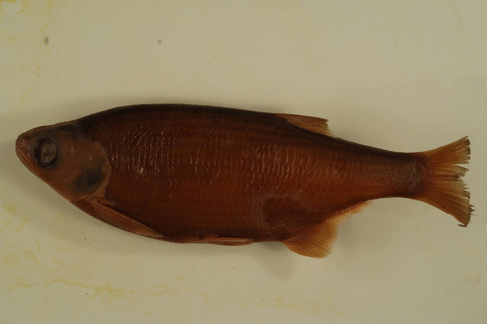 Hiodon tergisus-1