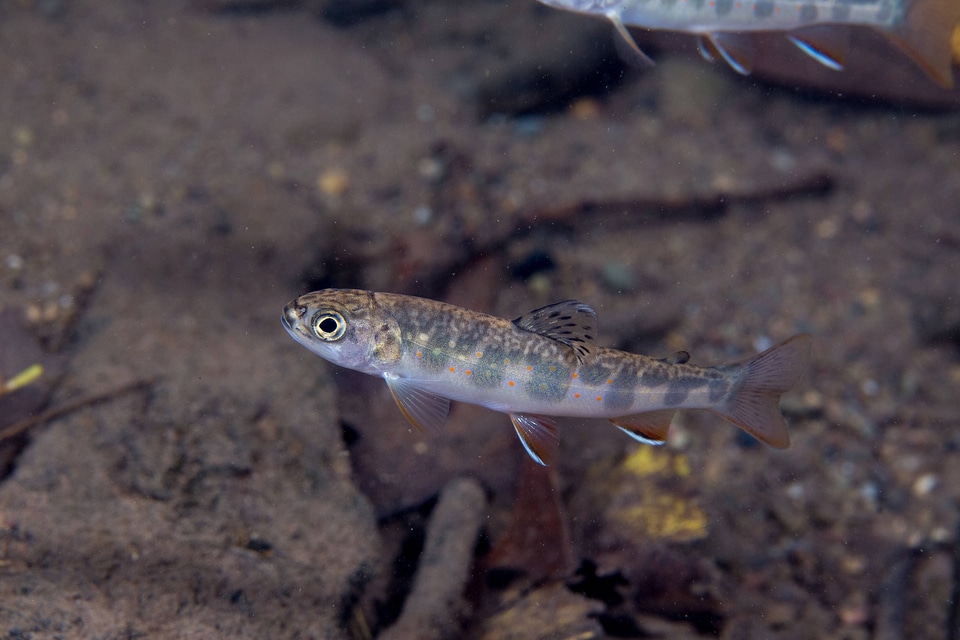 Young brook trout  with fall leaves in water-1