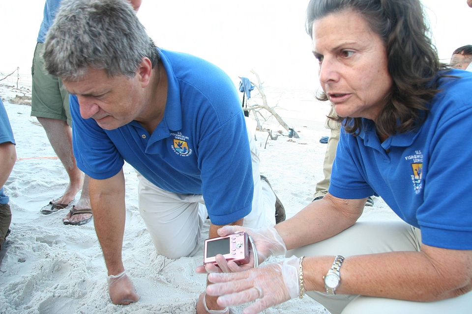 Sea Turtle egg relocation-1