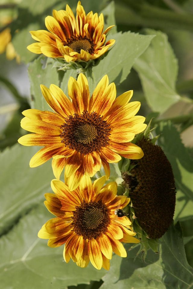 Sunflower plant