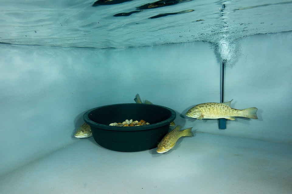 Smallmouth bass progagation at Warm Springs hatchery