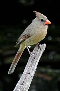 Female Cardinal photo