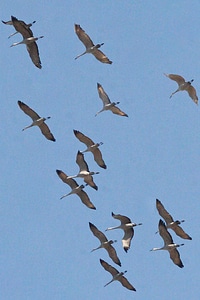 Mississippi Sandhill Crane-4