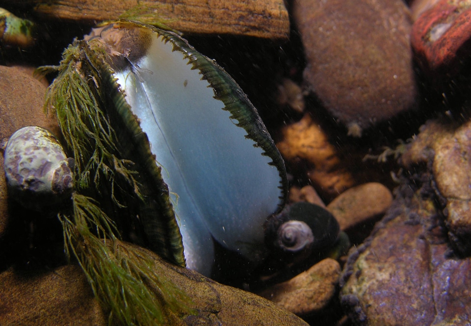 Female oyster mussel gaping at the substrate surface to attract a host