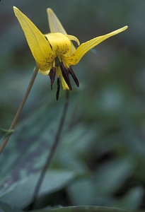 Trout lily-1 photo