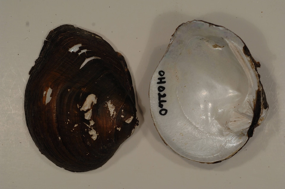 Obliquaria reflexa-1