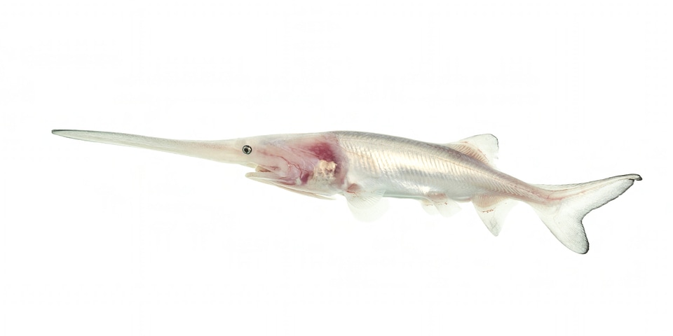 American paddlefish leucistic-1