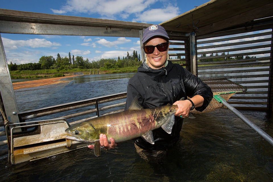 Biologists sample pacific salmon-1