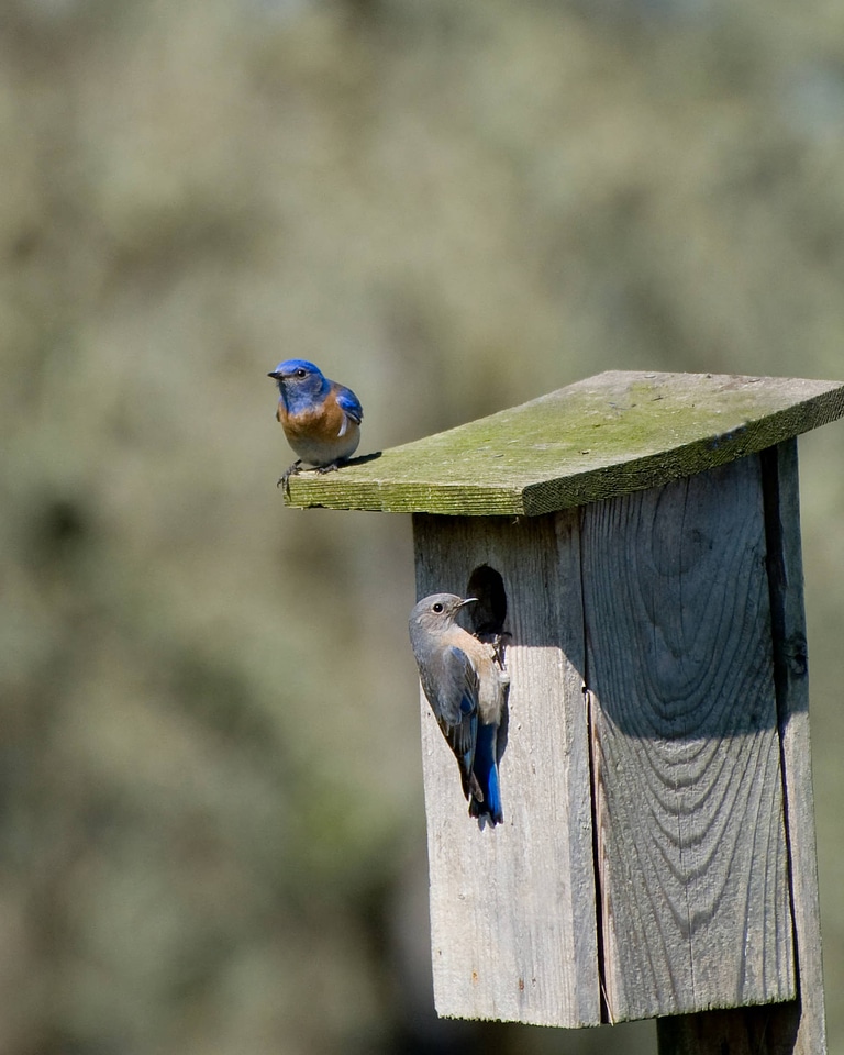 Western blue bird house