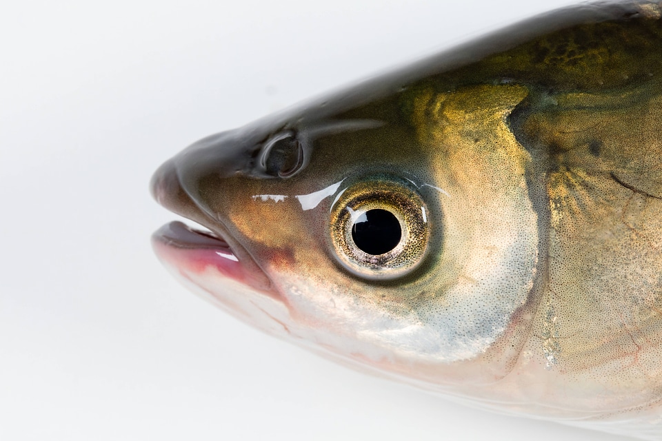 Grass Carp top view