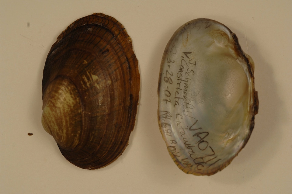 Villosa constricta-1