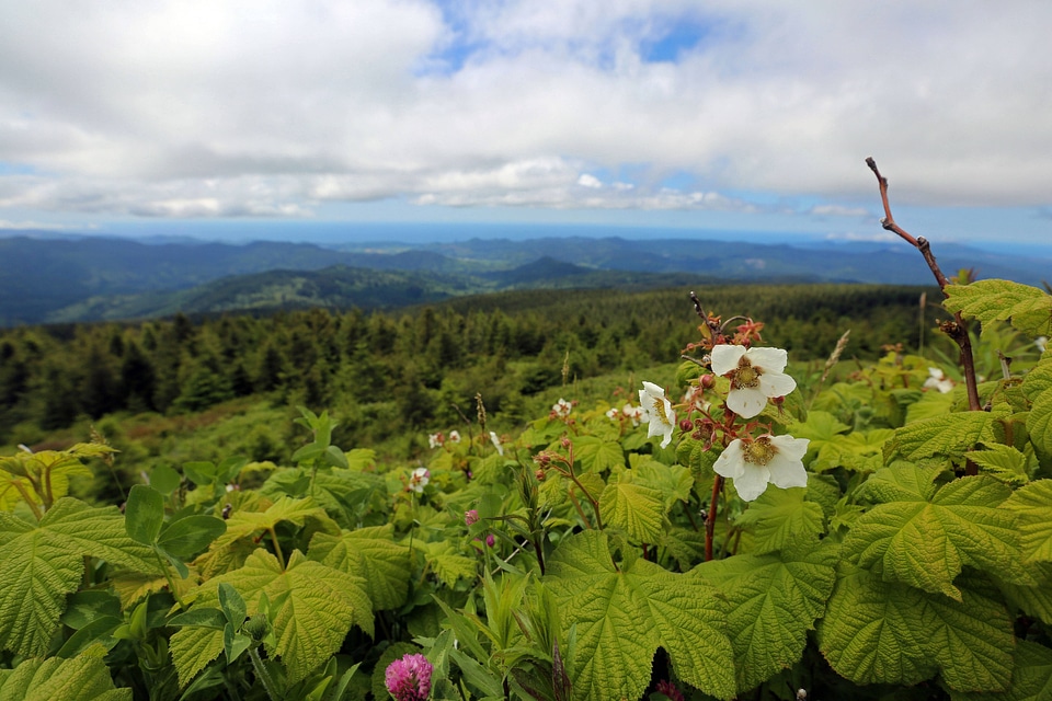 Thimbleberry, looking west from Mount Hebo