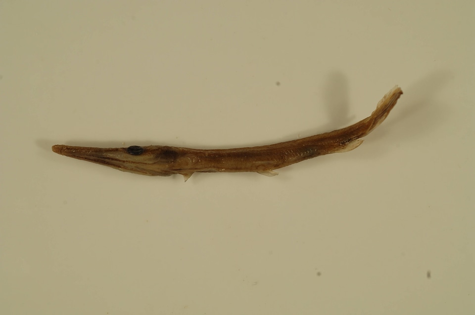 Lepisosteus platostomus-1