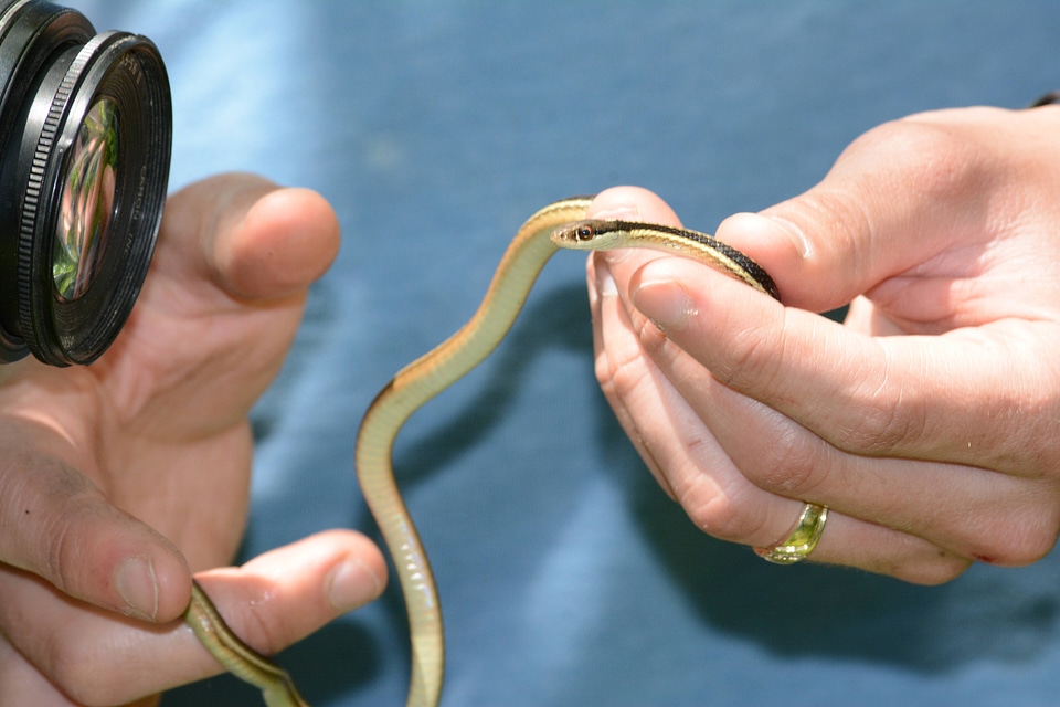 Photographing a Ribbon Snake