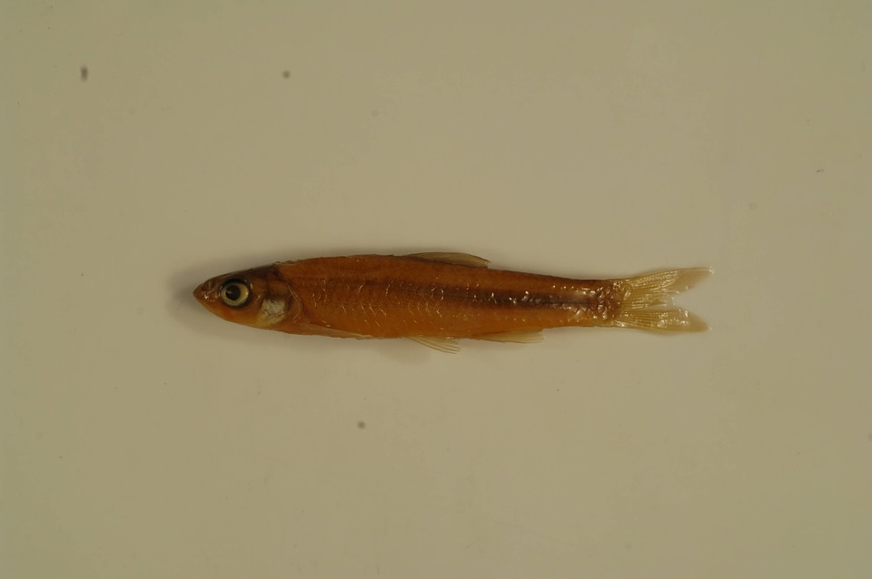 Notropis blennius-3