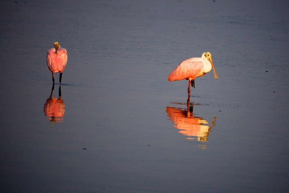 Roseate Spoonbills-4