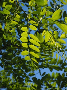 Shine through shades of green shining photo