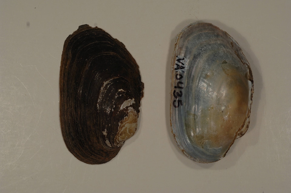 Strophitus undulatus-3