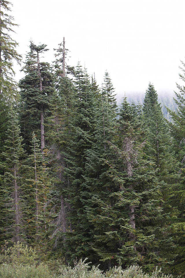 Western evergreen forests-1