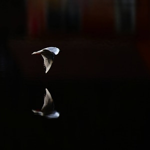 Bonaparte's gull-1